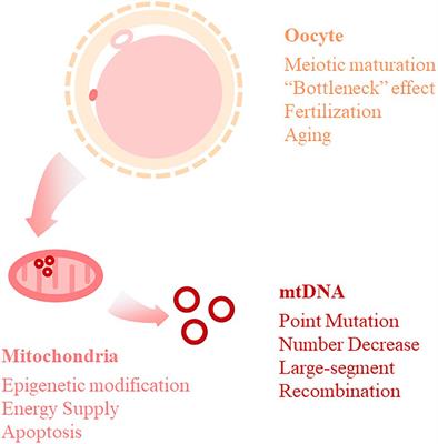 Potential of Mitochondrial Genome Editing for Human Fertility Health